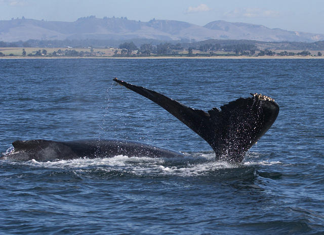 Mother and calf.