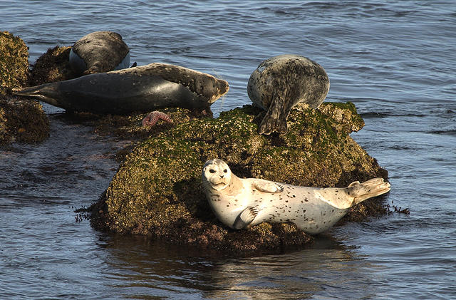 Sunbathing on the rocks.