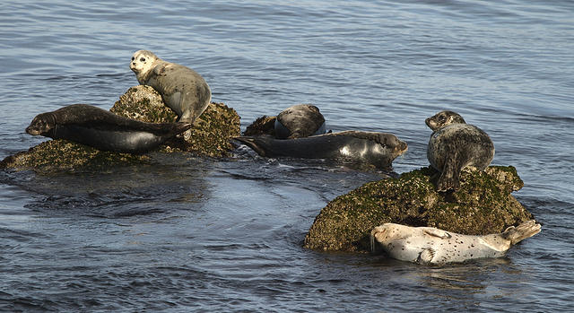 Do sealions pose for pictures?