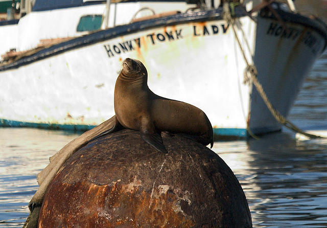 Honkey Tonk Sealion